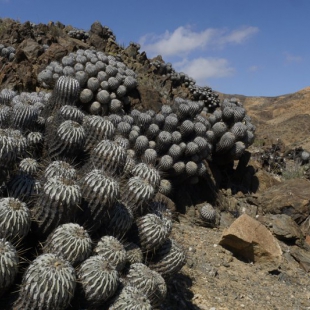 Copiapoa dealbata